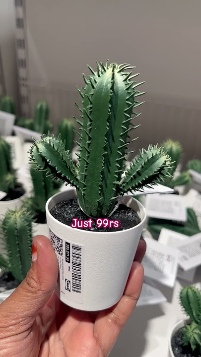 IKEA cactus plant| 🌵 Cute IKEA Cactus Under Rs.99! 🪴✨ No Water, Only Vibe! #Shortsby walkinthrough