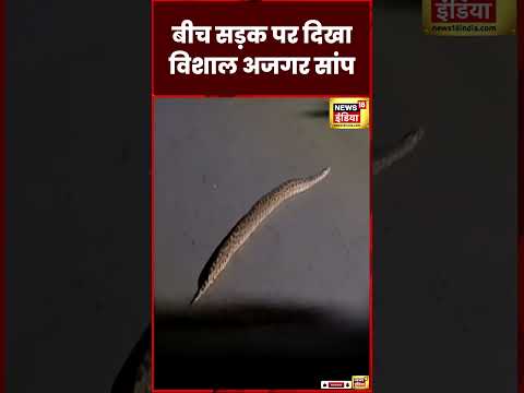 Snake Video : बीच सड़क पर दिखा विशाल Python | MP News | Scary | Madhya Pradesh | N18S | #shorts