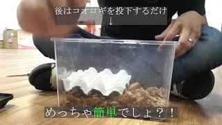 【コスパ最強】【最速】コオロギ飼育環境