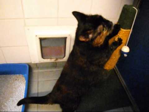 blue cross southampton cats for adoption