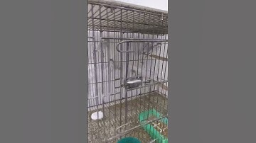 Fawn java #love #beach #music #edm #birds #travel #budgies #parrot #bbfb #bfbb