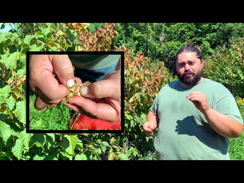 Picking Hazelnuts with Juan - Best timing