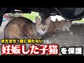 子猫が妊娠しました…一歳に満たない妊婦猫を保護