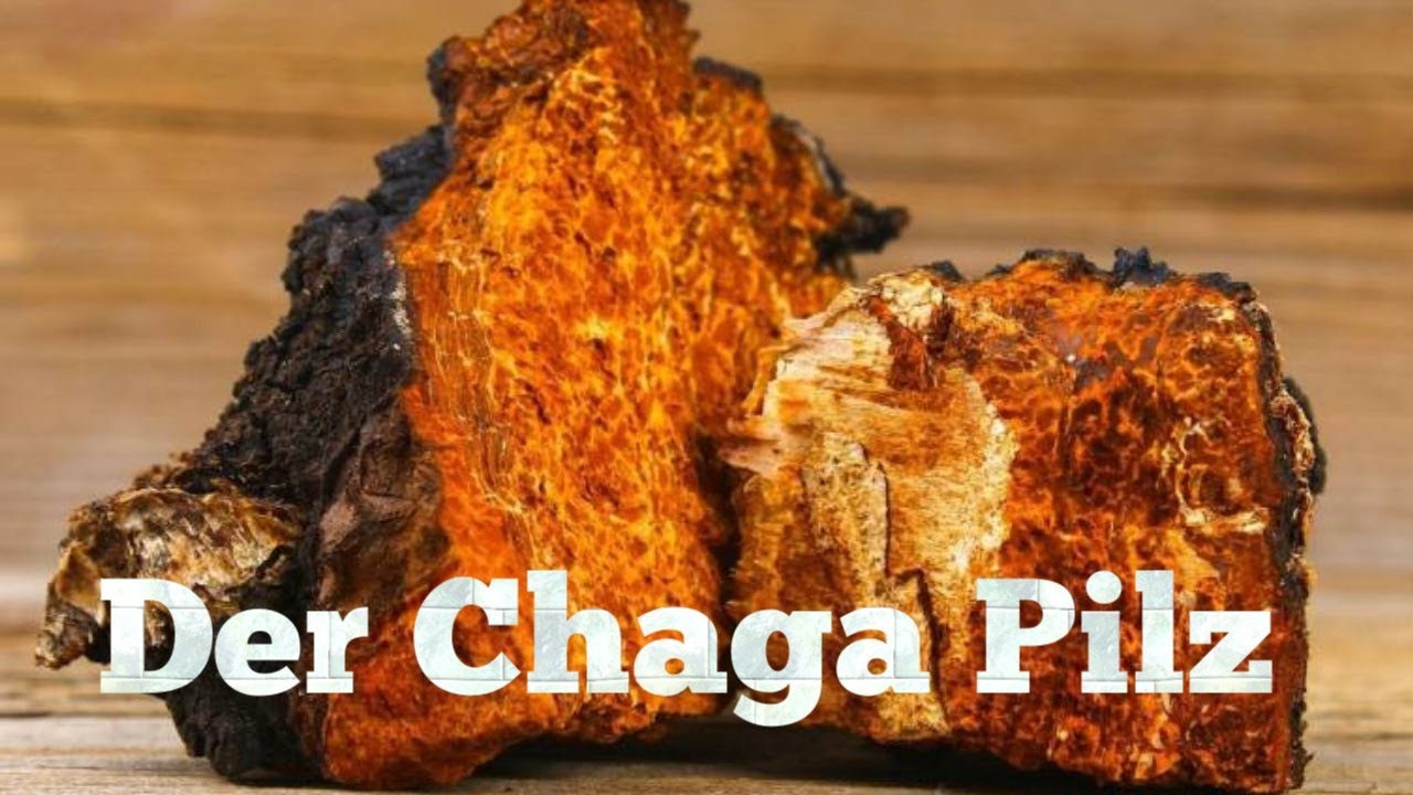 Der Chaga Pilz
