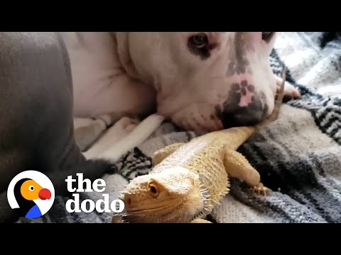 Pittie Looking For A New Best Friend, Meets A... What?! | The Dodo Odd Couples