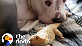 Pittie Looking For A New Best Friend, Meets A... What?! | The Dodo Odd Couples