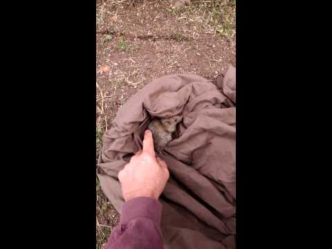 Wild Norway Rat released
