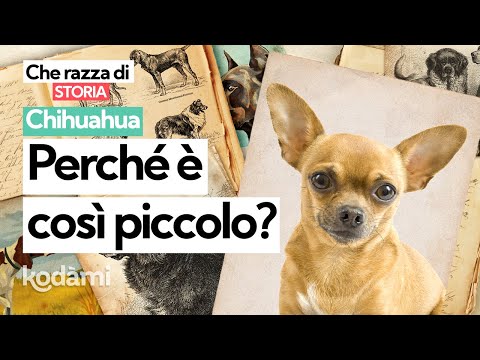 Video: 15 modi i cani ti aiutano a risolvere le tue scarse abitudini di sonno