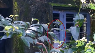 Fantasmas Captados En Camara