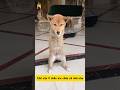 Chú cún 2 chân nghị lực #pets #meaning
