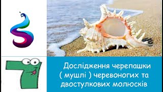 Тема: Дослідження черепашки ( мушлі ) черевоногих та двостулкових молюсків