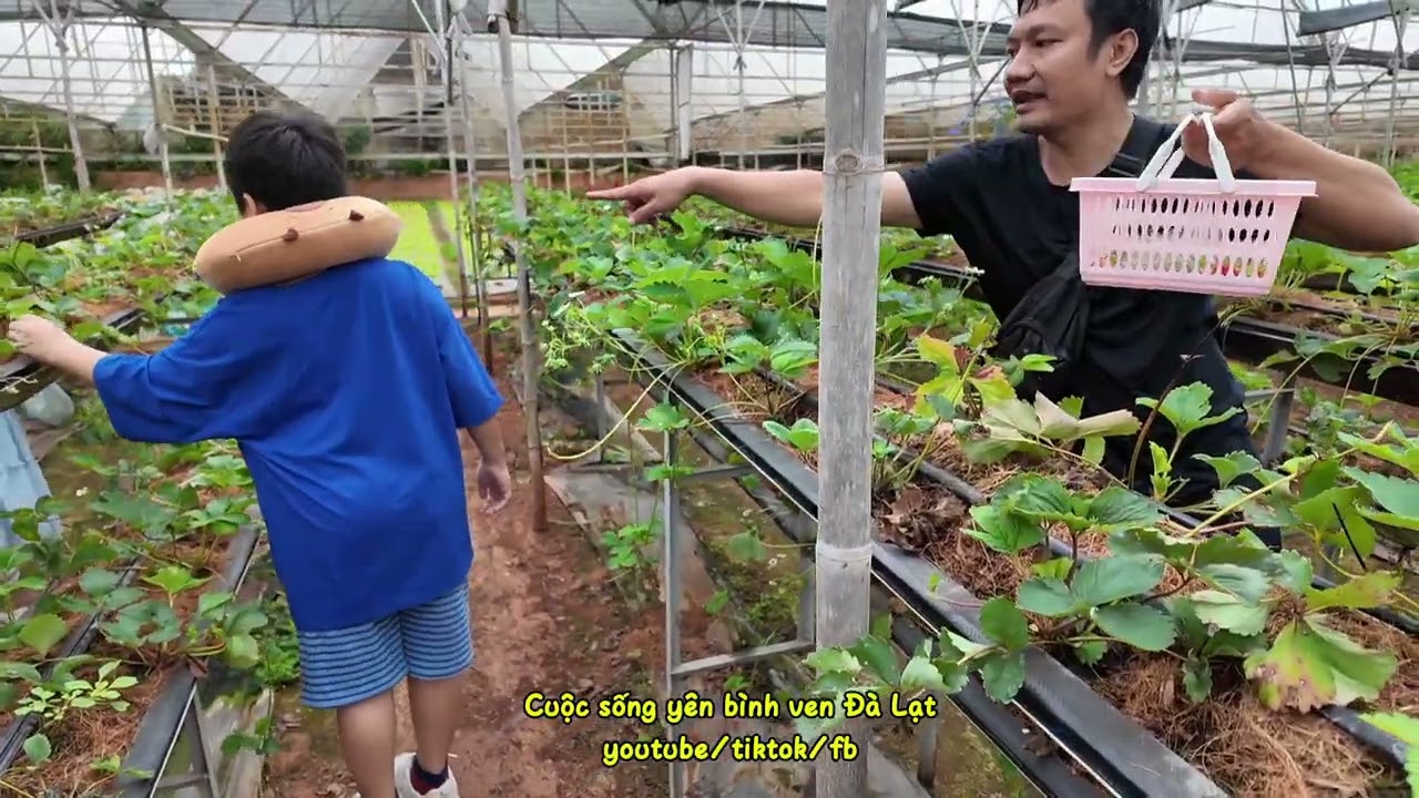 Gợi ý một ngày ăn gì Đà Lạt #đàlạt #ăngìởđàlạt 