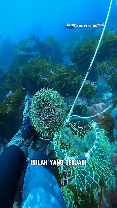 Hal mengejutkan saat memanen landak laut