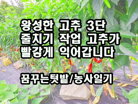 왕성한 고추 3단 줄치기 작업 고추가 빨갛게 익어갑니다