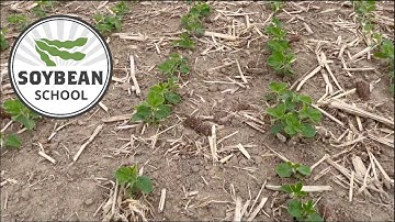 Soybean School: Could higher seeding rates salvage poor plant stands?