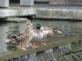 Group of ducks quacking