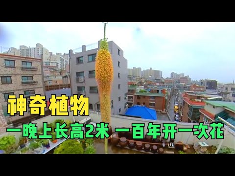 大妈意外得到一株植物 一夜之间竟长的特别高