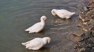 Extended geese bath