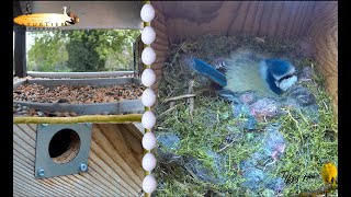 Blaumeisen Nistkastencam mit den 3 Engel für Tiffy und Fiffy  3 Küken