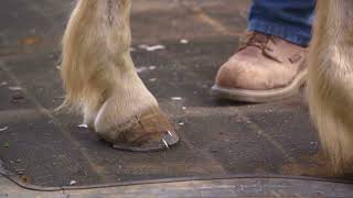 Horseshoeing with HoofTalk: Lesson 16 How to Drive Horseshoe Nails.