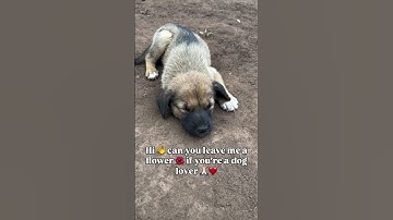 Please don’t scroll. Our donation link in my bio to help 🙏🏻❤️