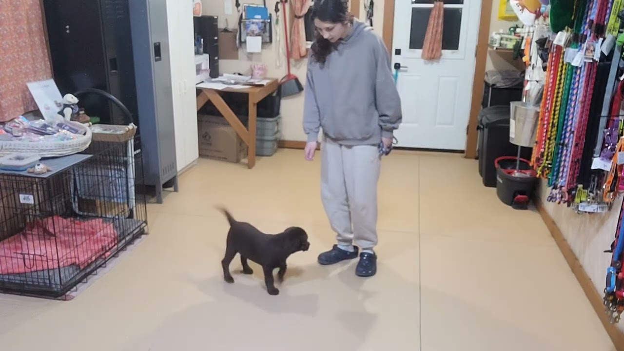 Gertie, 14 day lab puppy training 