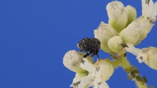 Treehopper and Jumping Spider from Ecuador