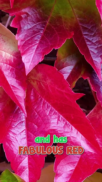 3 Facts about Boston Ivy We Bet You Didn't Know
