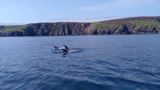 Risso's dolphins off the Isle of Lewis, Scotland | Whale and Dolphin Conservation