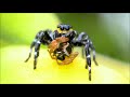 Aranha papa-moscas - Jumping spider (Phiale tristis)