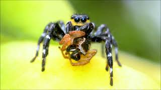 Aranha papa-moscas - Jumping spider (Phiale tristis)