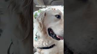Dogs are the best 🐶❤️ #dogs #dogshorts #dogsofyoutube #dogowner #cutedogs #funnydogs #pets #fyp