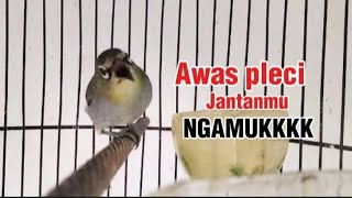 Pleci betina birahi memanggil pleci jantan, sekali pancing pleci jantan langsung ngamuk dan Gacor