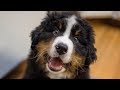 Funny Bernese Mountain Dog Puppy Compilation
