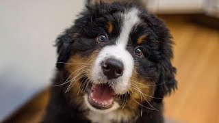 Funny Bernese Mountain Dog Puppy Compilation by Happy Monkey 532,986 views 5 years ago 3 minutes, 48 seconds