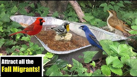 Top 5 tips to Keep Your Birdbath Clean