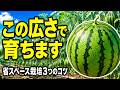 狭い畑でもスイカができる!2〜3平方メートルで育てる省スペース栽培の正解