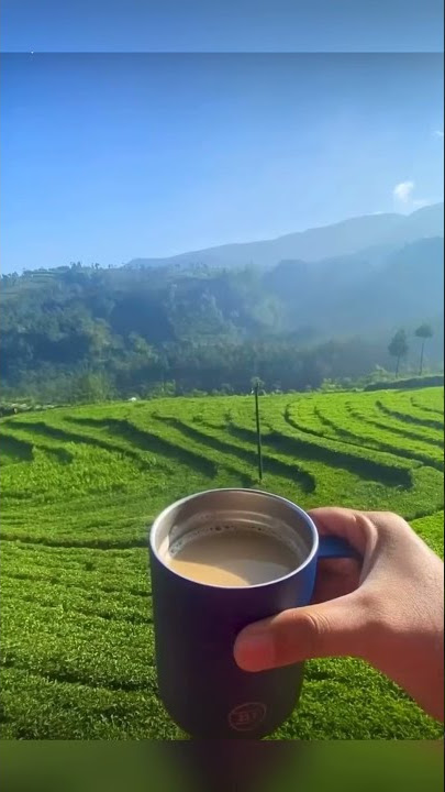 SETORY KEREN WA IG LAGI NGOPI DI KEBUN TEH #Akushorts #shorts