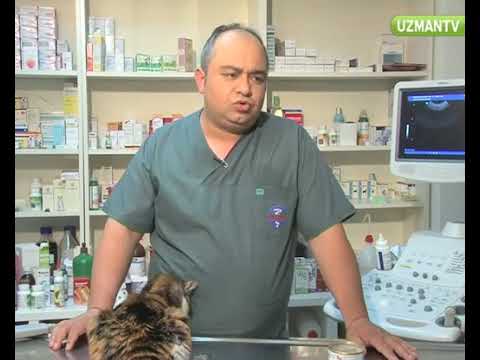 Video: Bir Kedide Apse Nasıl Tedavi Edilir: 11 Adım (Resimlerle)