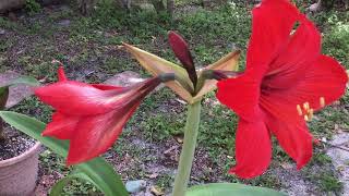 AM587 - Amaryllis with Red Flowers - Amaryllis Belladonna - Annual Blooms - March 23, 2024