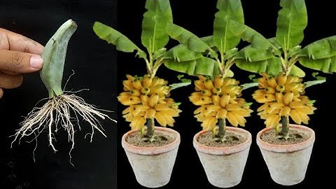 Unique Skill How to grow banana tree from banana leaves || Banana trees are made from bananas