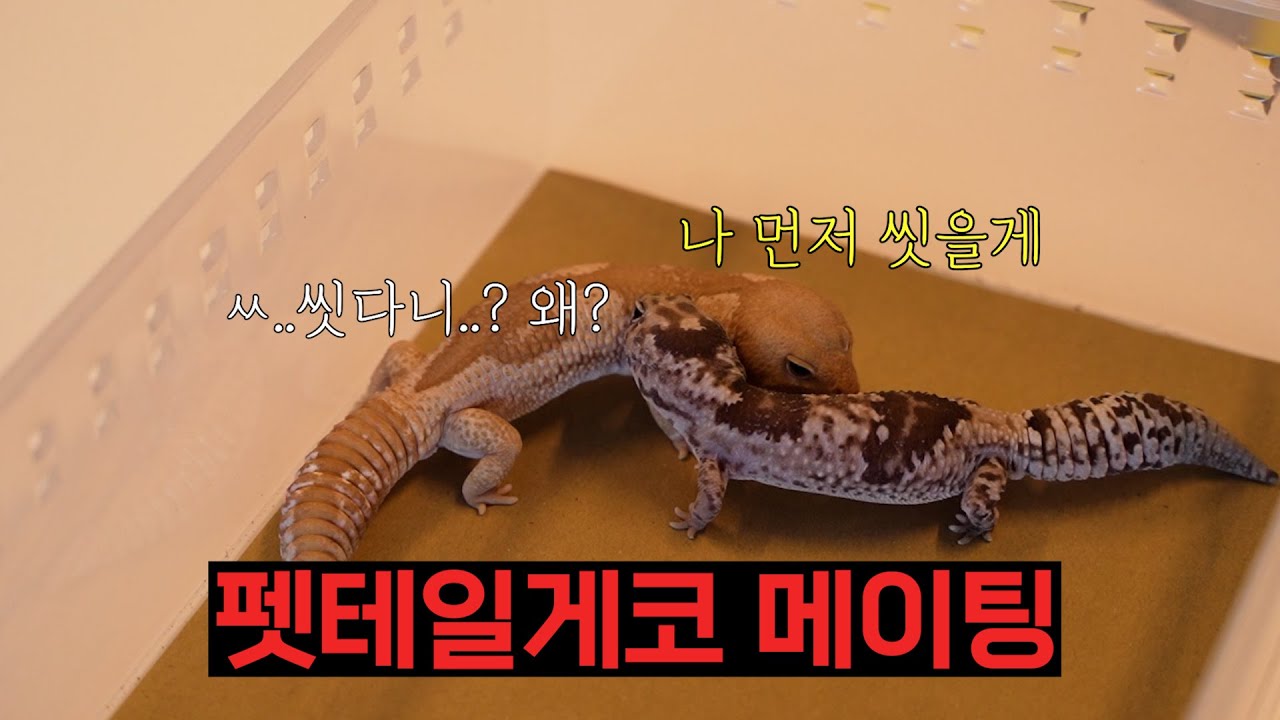 펫테일게코 메이팅 성공률 높이는 법 공개합니다!!