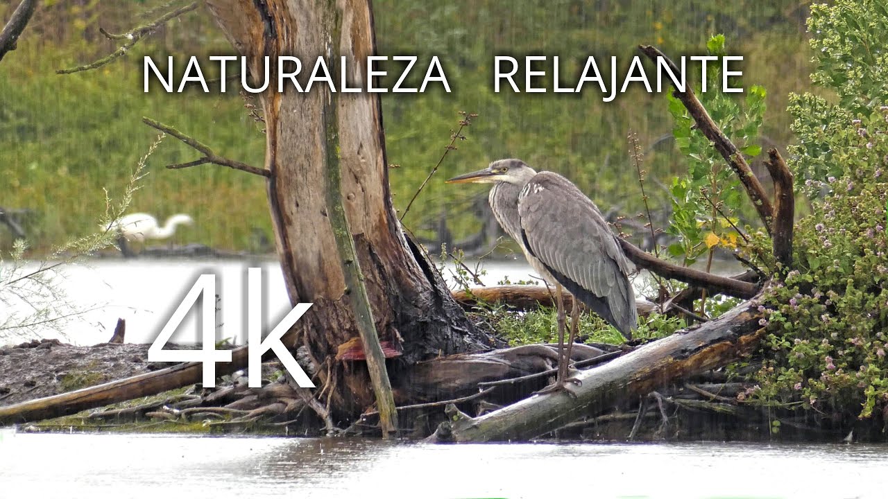 🔴 RELAXING NATURE - MUSIC AND BIRDS SOUNDS 4K. GREY HERON.