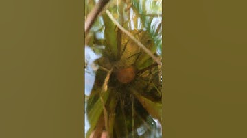 Harvesting natural apple snails in the freshwater at the flooded fields 🐌 #schnecken #snail #nature