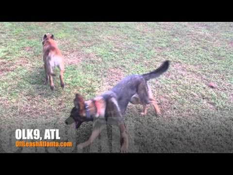 5-month-old-german-shepherd-with-amazing-recall!-|-best-atlanta-dog-trainers