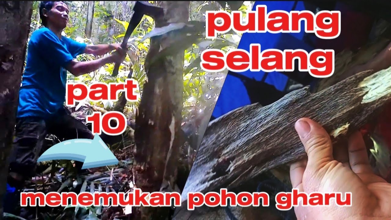 PART 10 # 16 ORANG PENCARI GHARU .PULANG SELANG BERTEMU TEMAN TEMAN #kayugaharu #survival #hutan