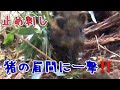 猪の止め刺し＆野兎捕獲【閲覧注意】狩猟：サバイバル