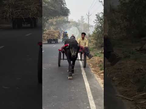 rocky siwaya jhota race