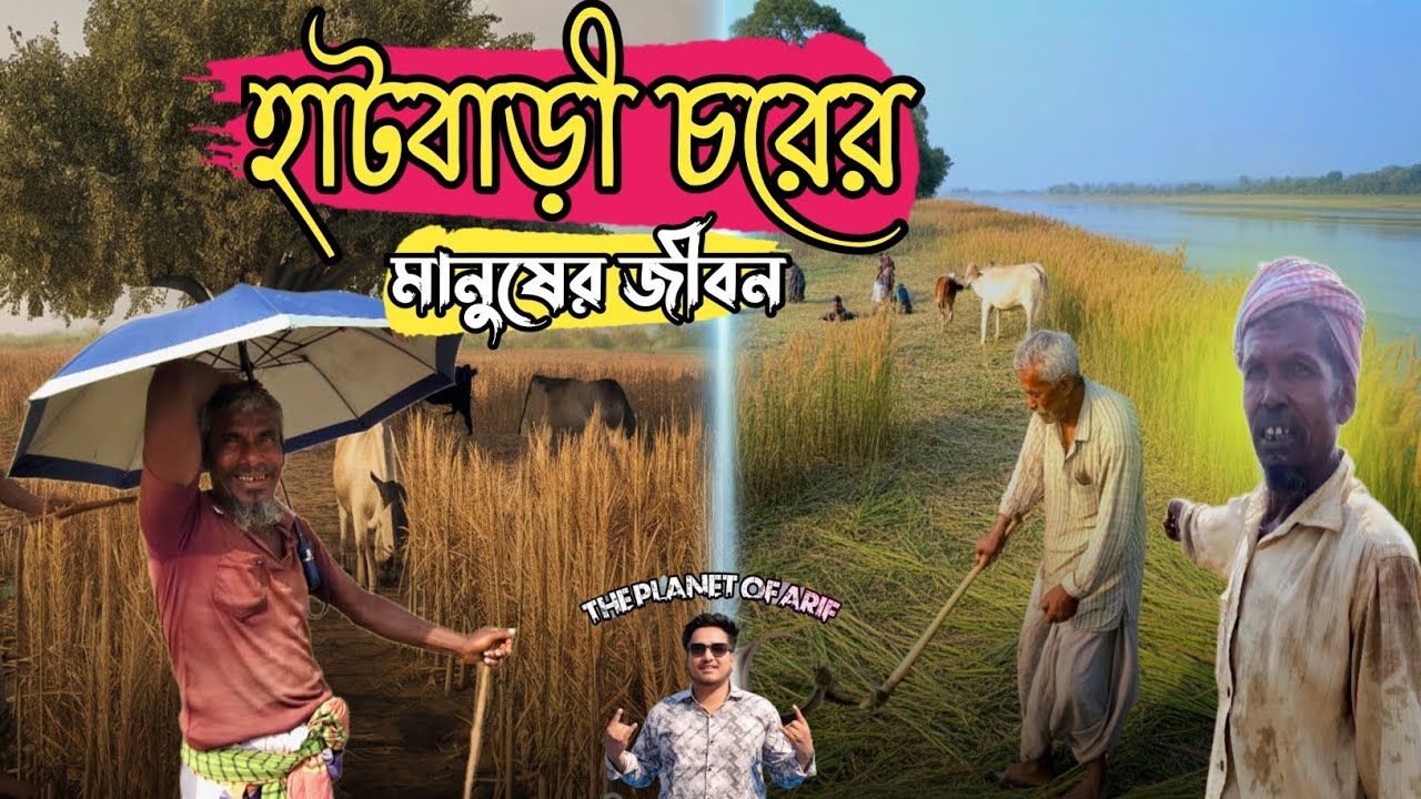 বাস্তব জীবনের এক টুকরো দৃশ্য | Haatbari Char | Fulchhari Gaibandha | হাটবাড়ী চর | ফুলছড়ি গাইবান্ধা। 