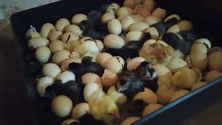 20-21 день цыплята лупятся в механическом румынском инкубаторе